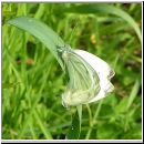 Pieris napi - Gruenaderweissling 03.jpg